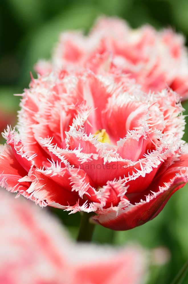 チューリップ ブレスト｜花の手帖のチューリップ図鑑