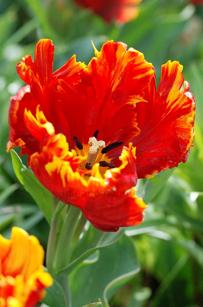 チューリップ ブライト パーロット｜花の手帖のチューリップ図鑑