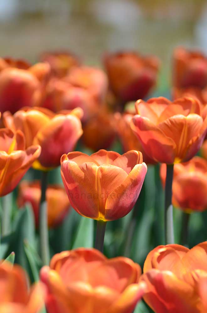 チューリップ ブラウン シュガー｜花の手帖のチューリップ図鑑