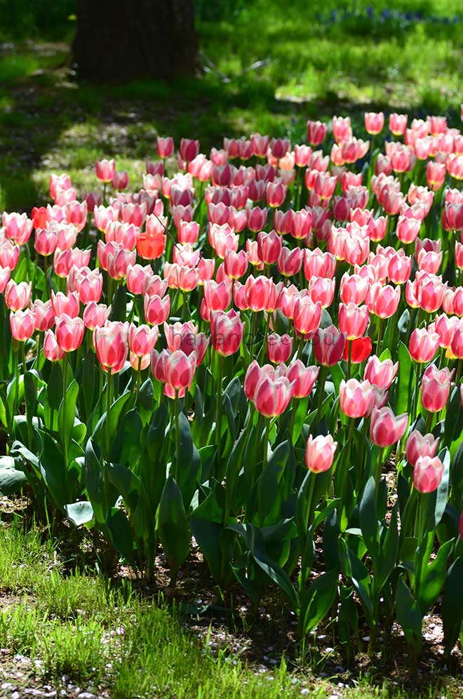 チューリップ キャンディ アップル デ ライト｜花の手帖のチューリップ図鑑