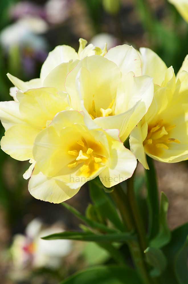 チューリップ キャンディ クラブ｜花の手帖のチューリップ図鑑