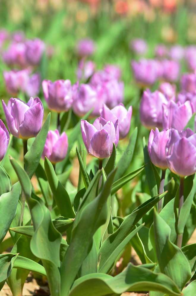 チューリップ キャンディプリンス｜花の手帖のチューリップ図鑑