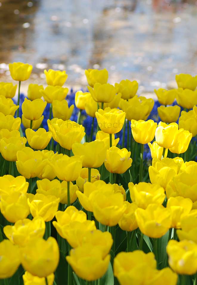 チューリップ カラクテール｜花の手帖のチューリップ図鑑