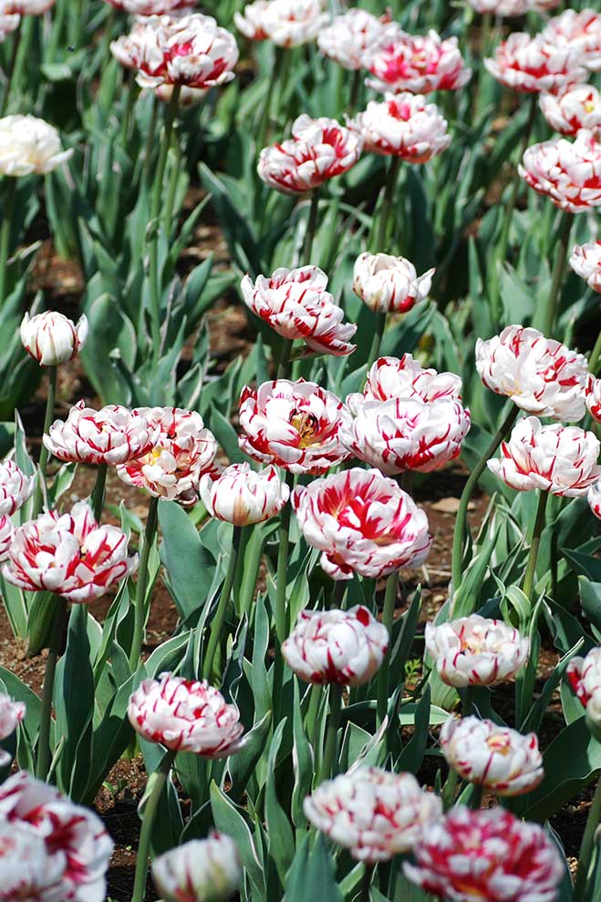 チューリップ カーニバル デ ニース｜花の手帖のチューリップ図鑑