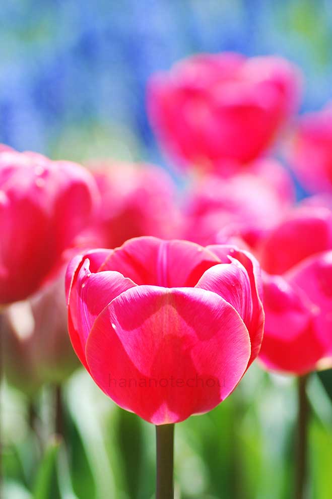 チューリップ カローラ｜花の手帖のチューリップ図鑑