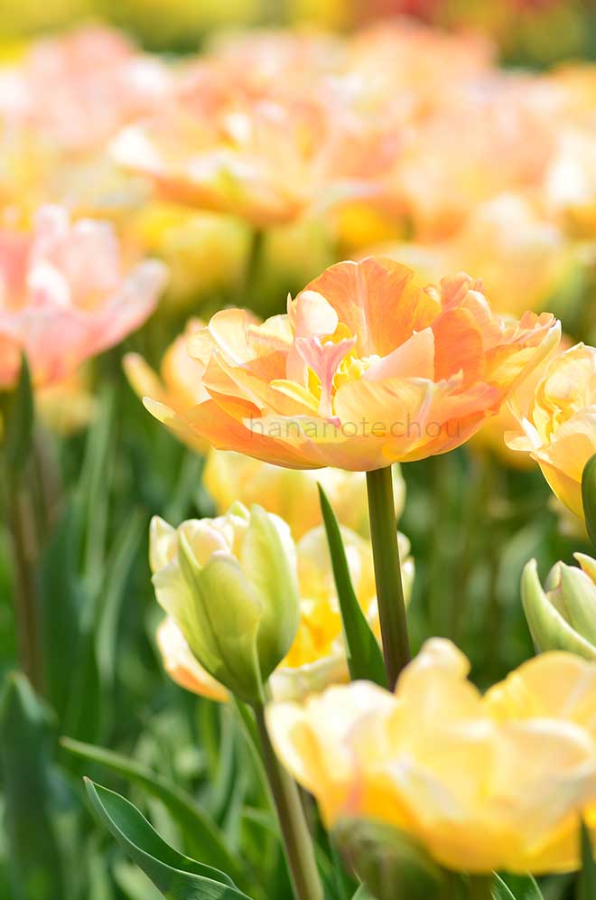 チューリップ チャーミング ビューティ｜花の手帖のチューリップ図鑑