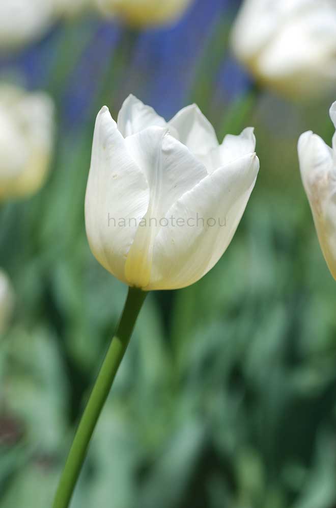 チューリップ チアーズ｜花の手帖のチューリップ図鑑