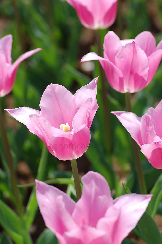 チューリップ チャイナピンク｜花の手帖のチューリップ図鑑