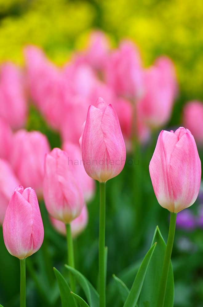 チューリップ クリスマス ドリーム｜花の手帖のチューリップ図鑑