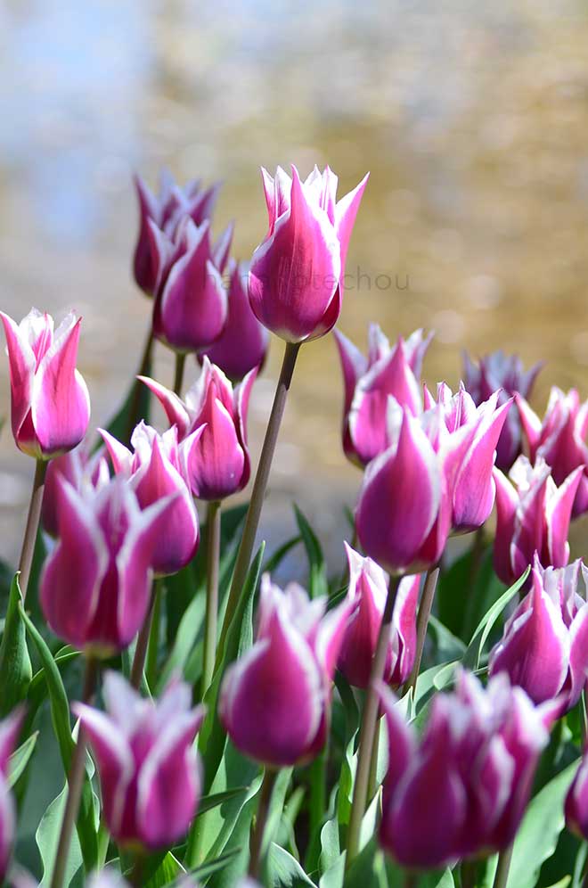 チューリップ クラウディア｜花の手帖のチューリップ図鑑