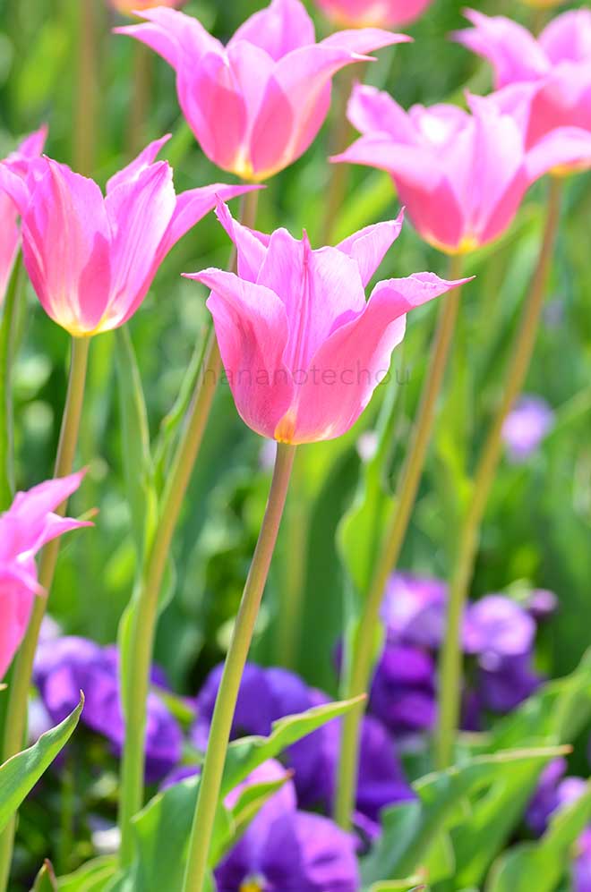 チューリップ コンプリメント｜花の手帖のチューリップ図鑑