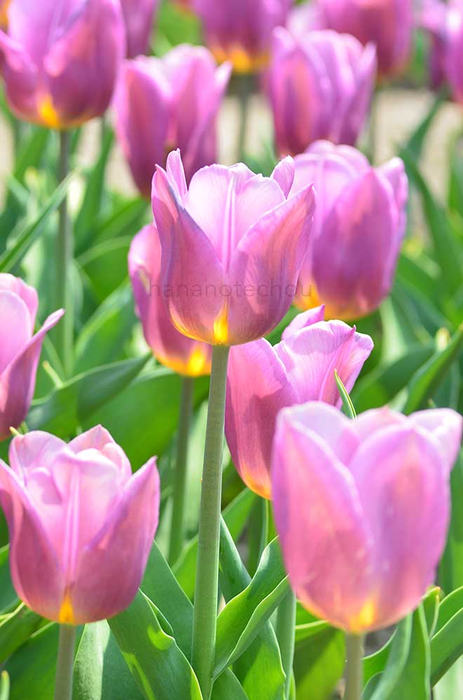 チューリップ コペックス｜花の手帖のチューリップ図鑑