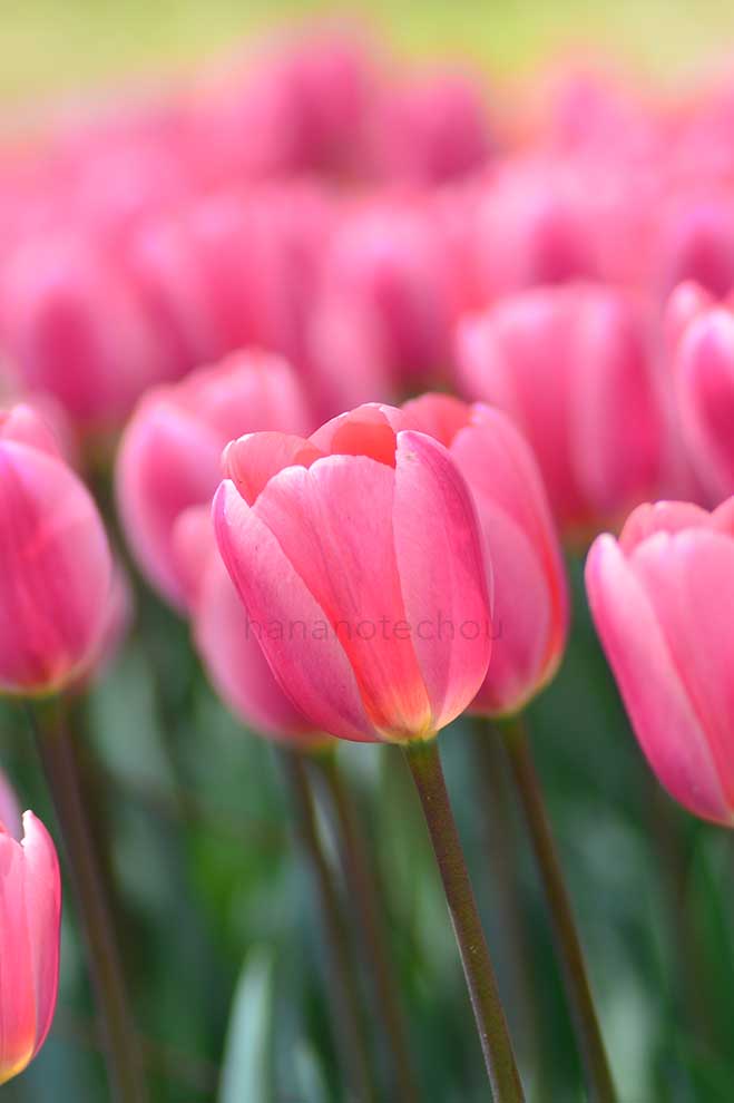 チューリップ コスモポリタン｜花の手帖のチューリップ図鑑