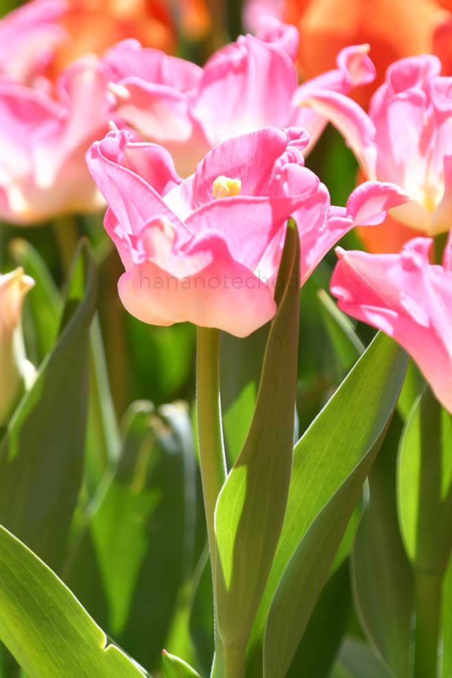 チューリップ クラウンオブダイナスティ｜花の手帖のチューリップ図鑑