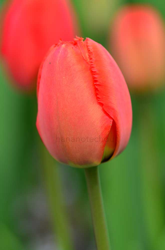 チューリップ クリスタルビューティー｜花の手帖のチューリップ図鑑