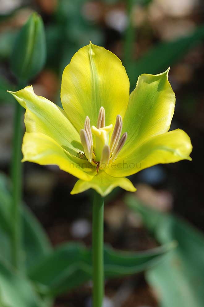 チューリップ ダンシング ショー｜花の手帖のチューリップ図鑑