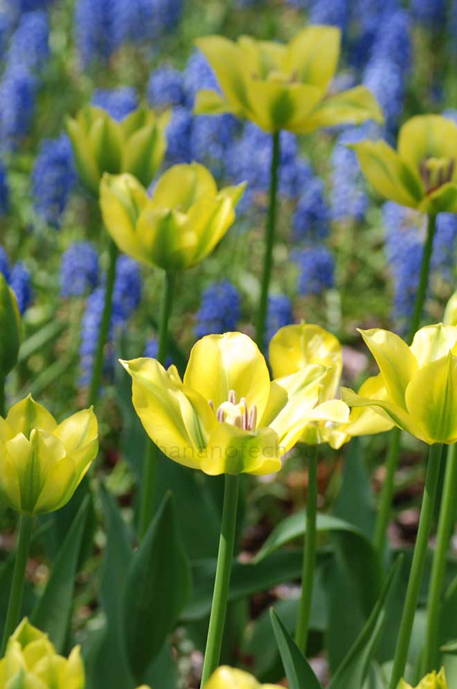 チューリップ ダンシング ショー｜花の手帖のチューリップ図鑑