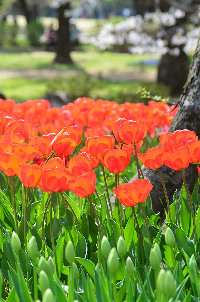 チューリップ ダーウィオレンジ｜花の手帖のチューリップ図鑑