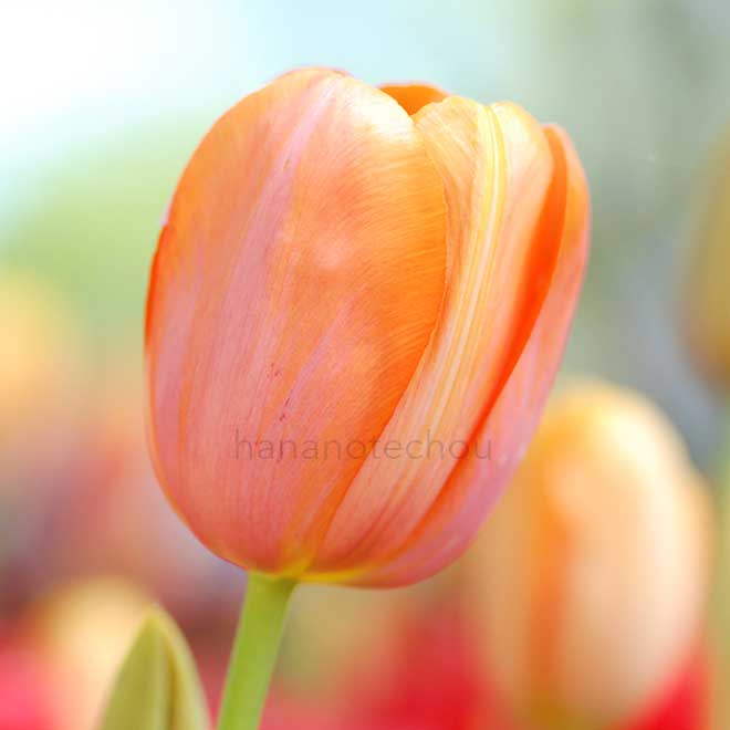 チューリップ ドルドーネ｜花の手帖のチューリップ図鑑