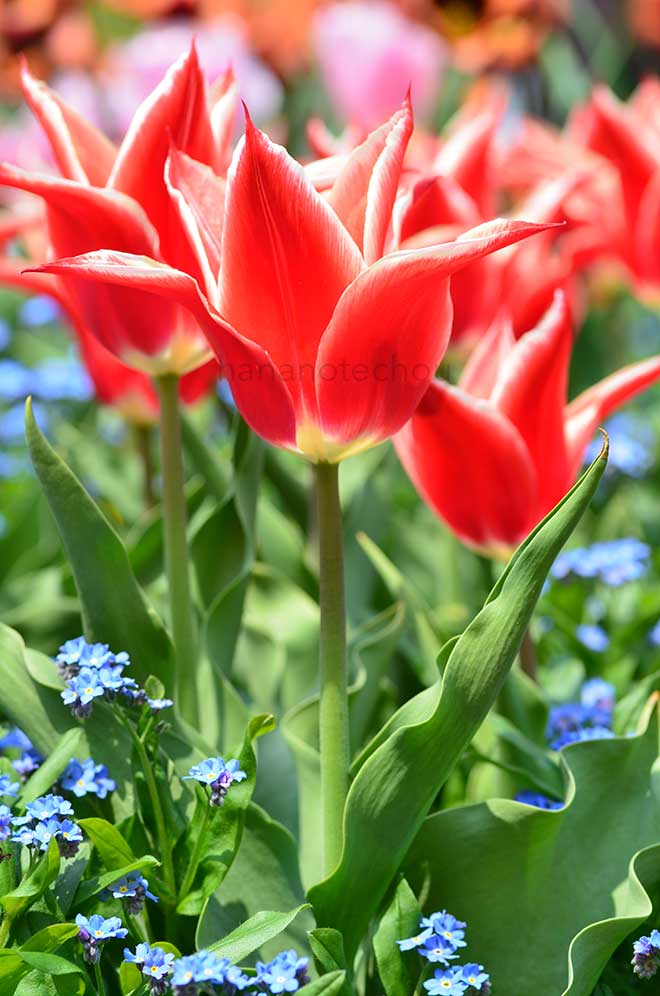 チューリップ ドクターワイズデッカー｜花の手帖のチューリップ図鑑