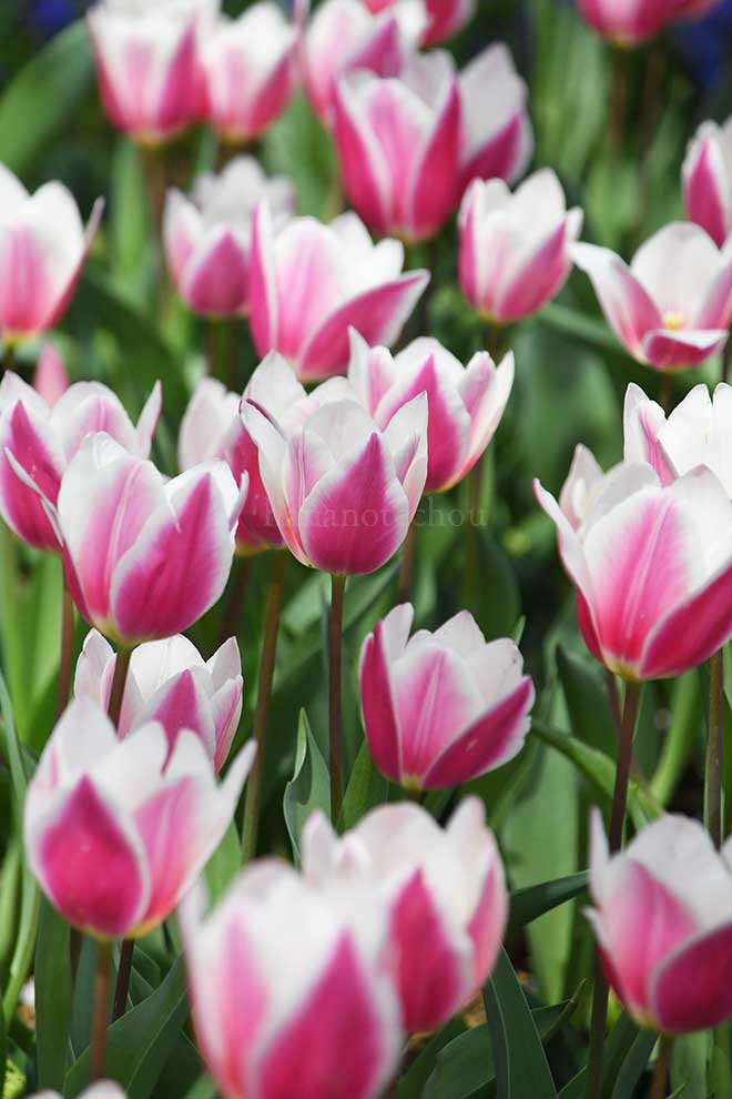 チューリップ アーリーサプライズ｜花の手帖のチューリップ図鑑