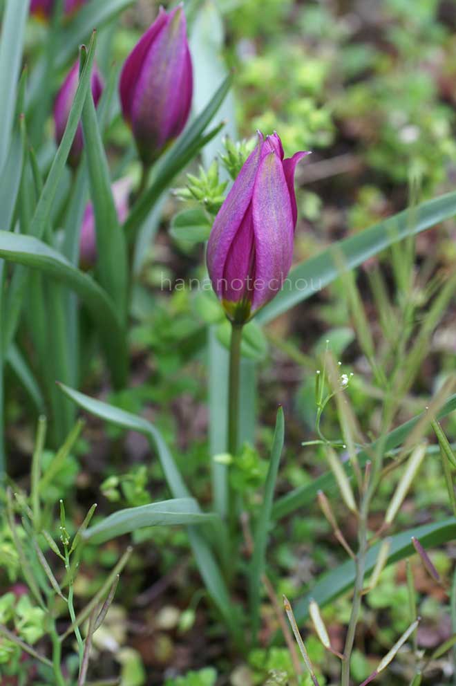 チューリップ イースタン スター｜花の手帖のチューリップ図鑑