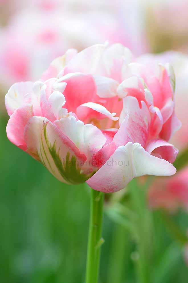 チューリップ フィノラ｜花の手帖のチューリップ図鑑