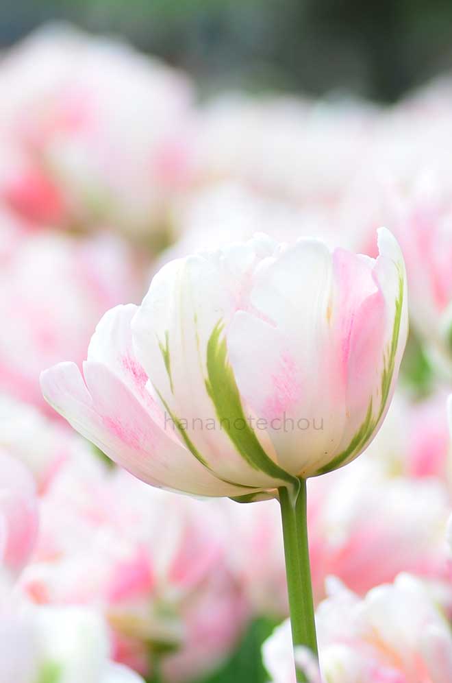 チューリップ フィノラ｜花の手帖のチューリップ図鑑