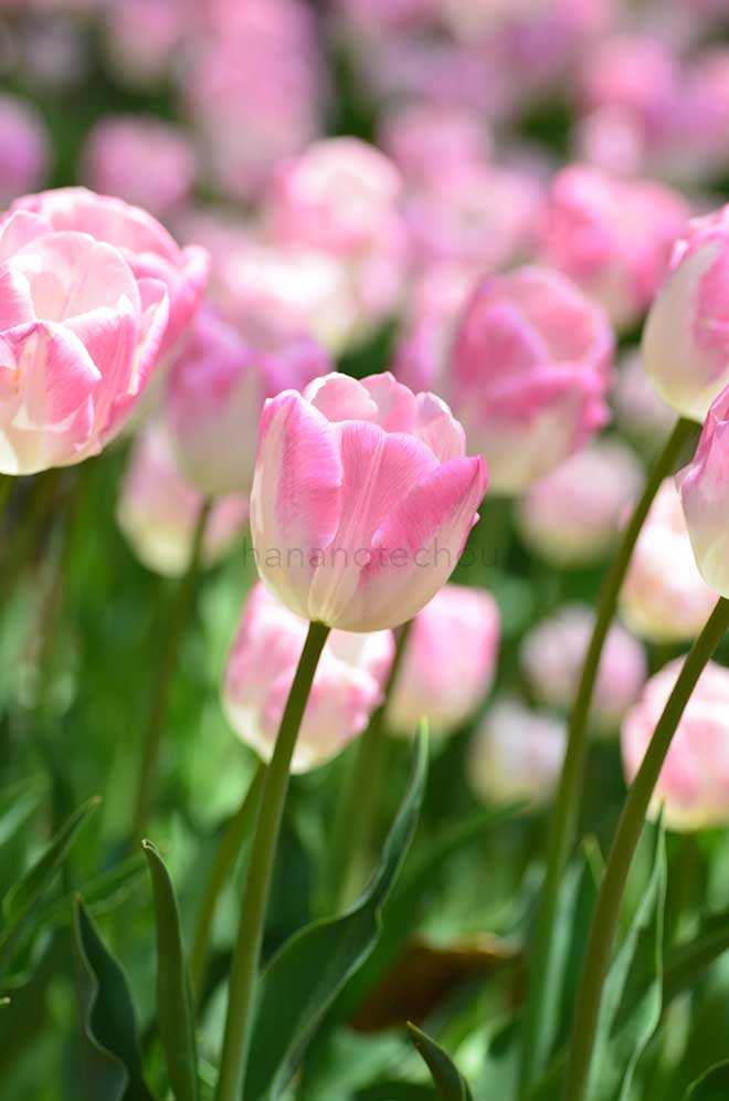 チューリップ ファースト クラス｜花の手帖のチューリップ図鑑