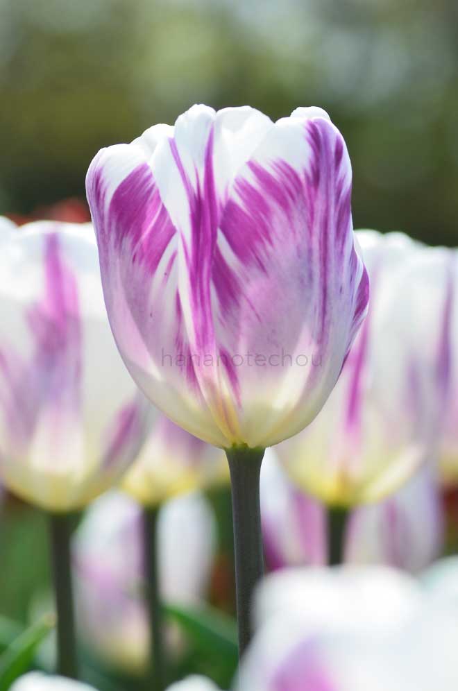 チューリップ フレミングフラッグ｜花の手帖のチューリップ図鑑