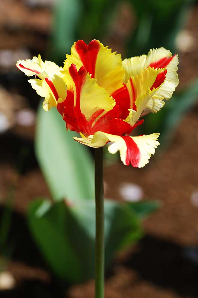 チューリップ フレーミング パーロット｜花の手帖のチューリップ図鑑