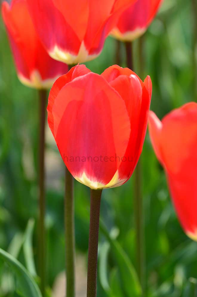 チューリップ フォステリー キング｜花の手帖のチューリップ図鑑