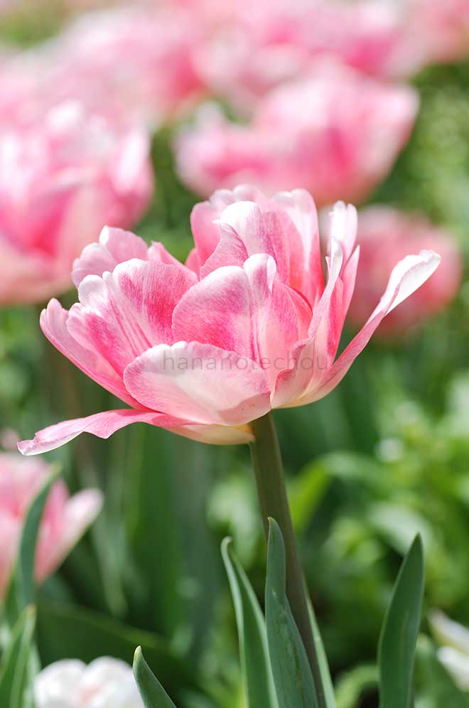 チューリップ フォックストロット｜花の手帖のチューリップ図鑑