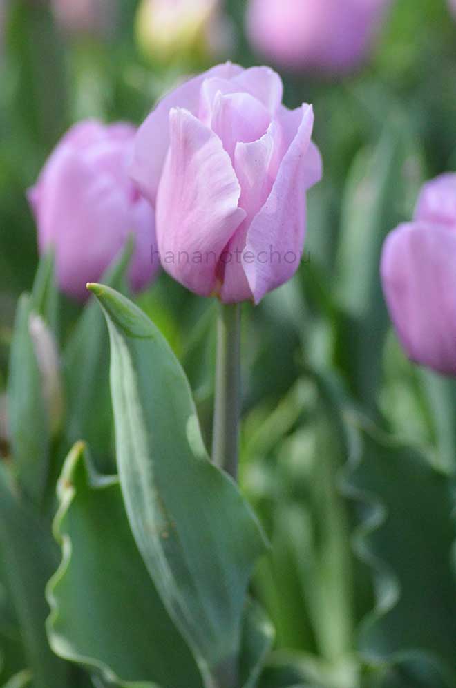 チューリップ フレン｜花の手帖のチューリップ図鑑