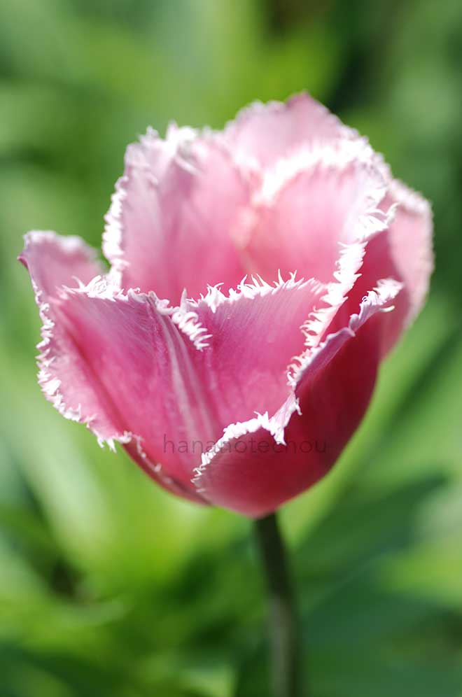 チューリップ フリンジド ファミリー｜花の手帖のチューリップ図鑑