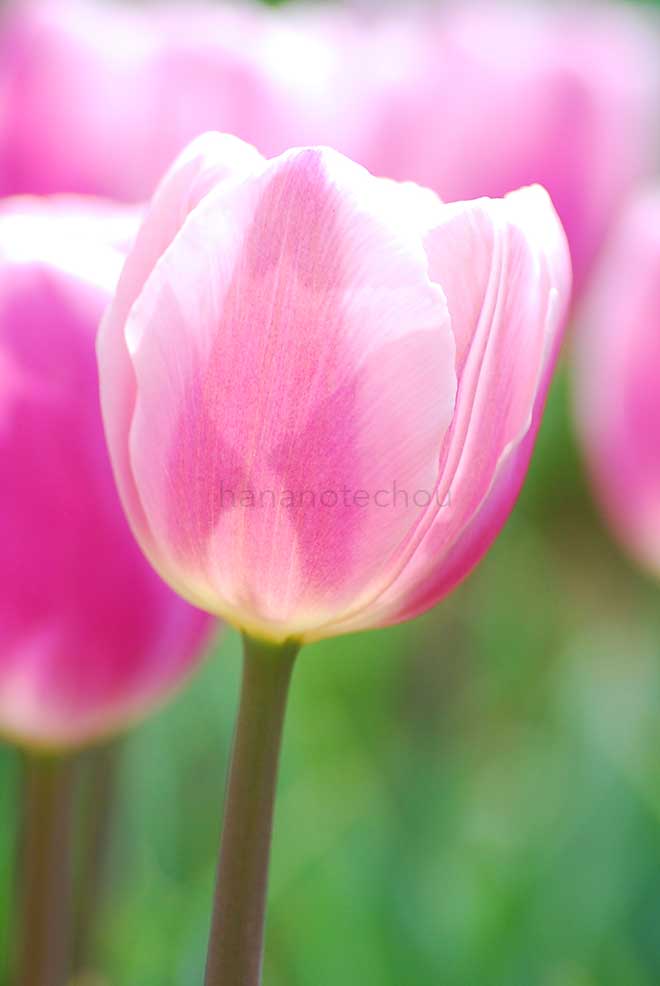 チューリップ ガブリエラ｜花の手帖のチューリップ図鑑