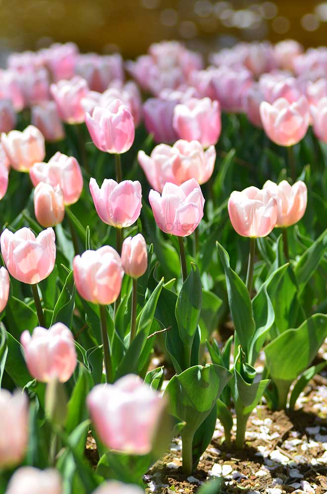 チューリップ ガブリエラ｜花の手帖のチューリップ図鑑