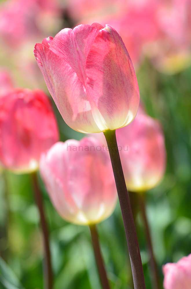 チューリップ ガンダーズ ラプソディ｜花の手帖のチューリップ図鑑