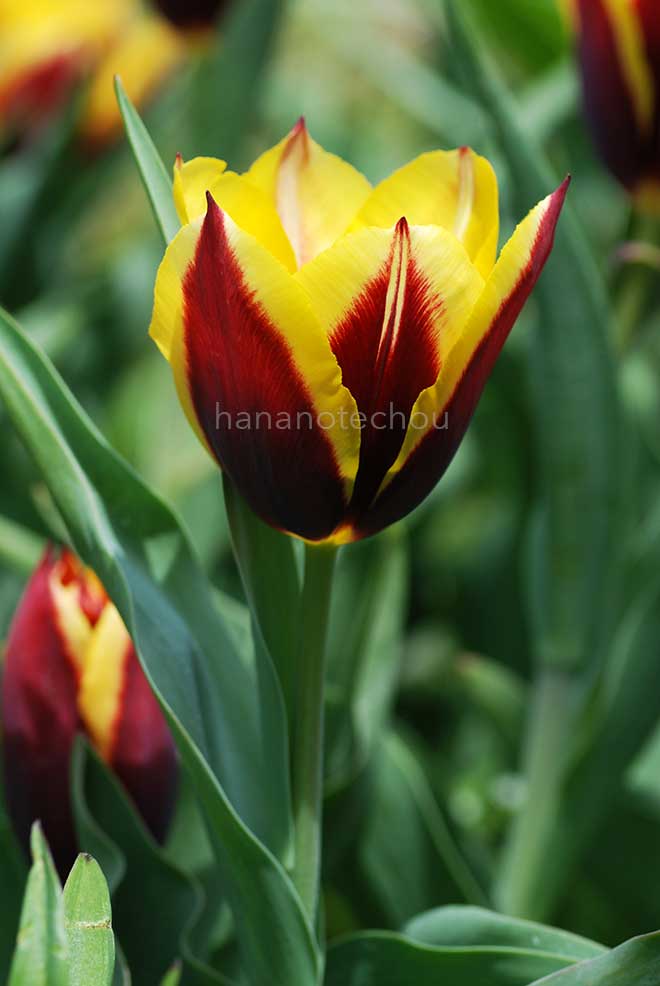 チューリップ ガボタ｜花の手帖のチューリップ図鑑