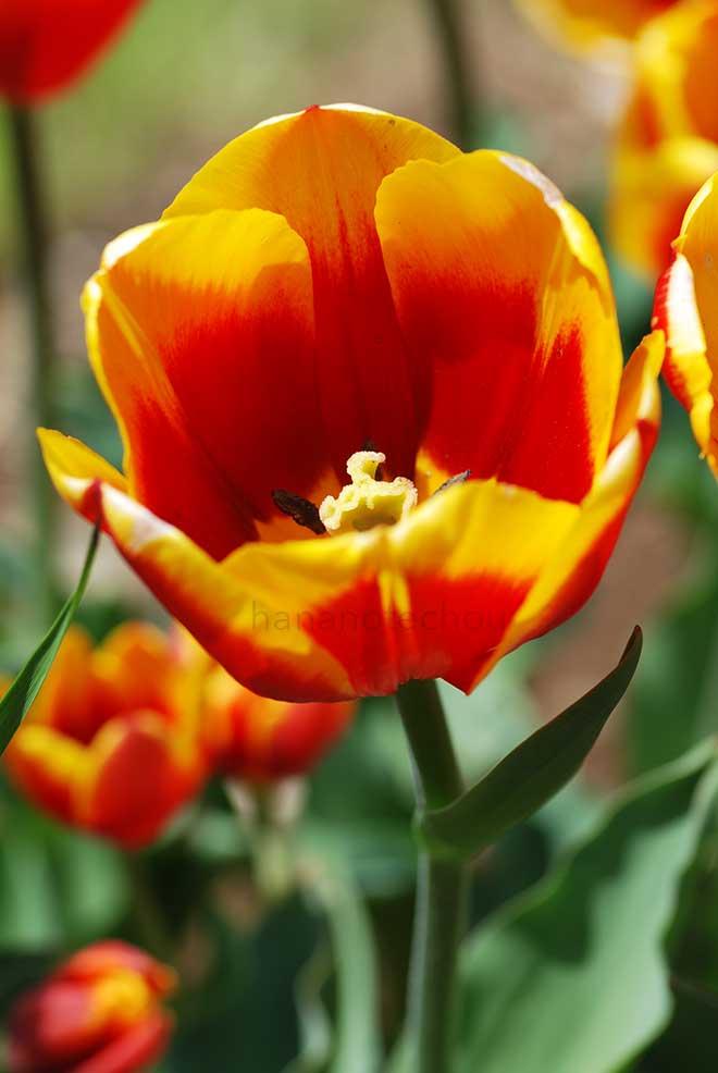 チューリップ ゲリット フォン ダ フォーク｜花の手帖のチューリップ図鑑