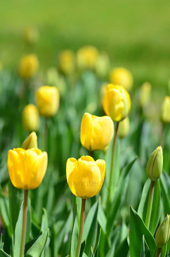 チューリップ ゴールデン アペルドーン｜花の手帖のチューリップ図鑑