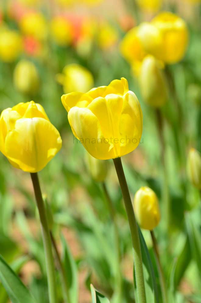 チューリップ ゴールデンエンパイヤステート｜花の手帖のチューリップ図鑑