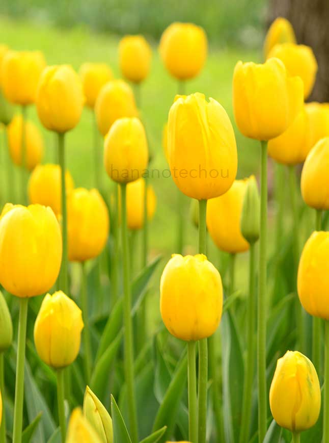 チューリップ ゴールデンニッツァ｜花の手帖のチューリップ図鑑