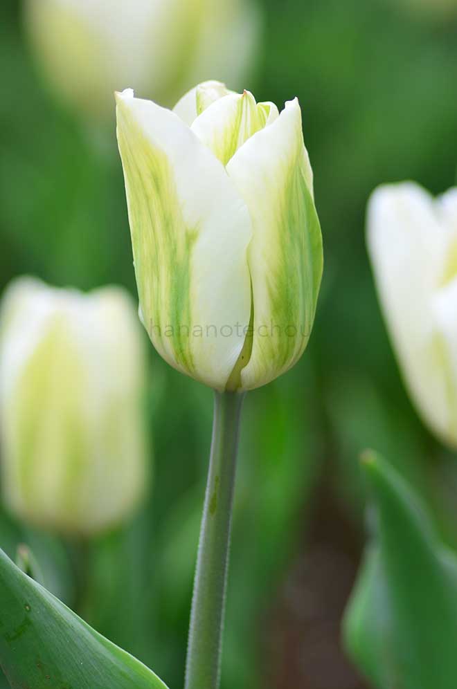 チューリップ グリーンスピリット｜花の手帖のチューリップ図鑑