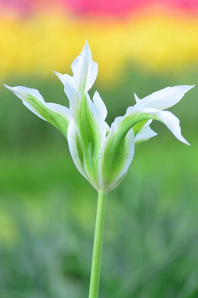 チューリップ グリーンスター｜花の手帖のチューリップ図鑑