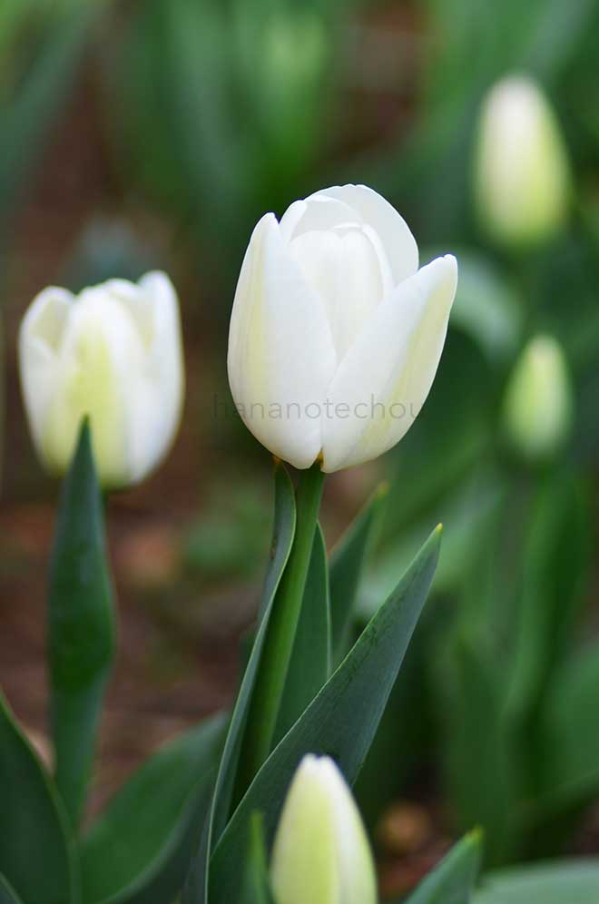 チューリップ グウェン｜花の手帖のチューリップ図鑑