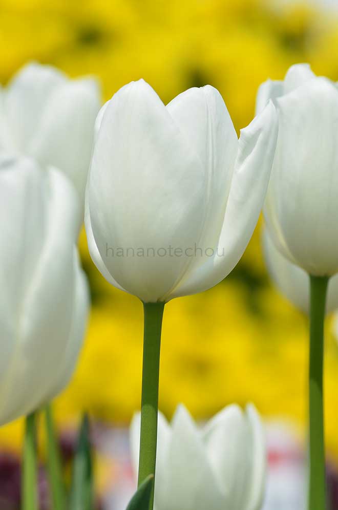 チューリップ 白雲｜花の手帖のチューリップ図鑑