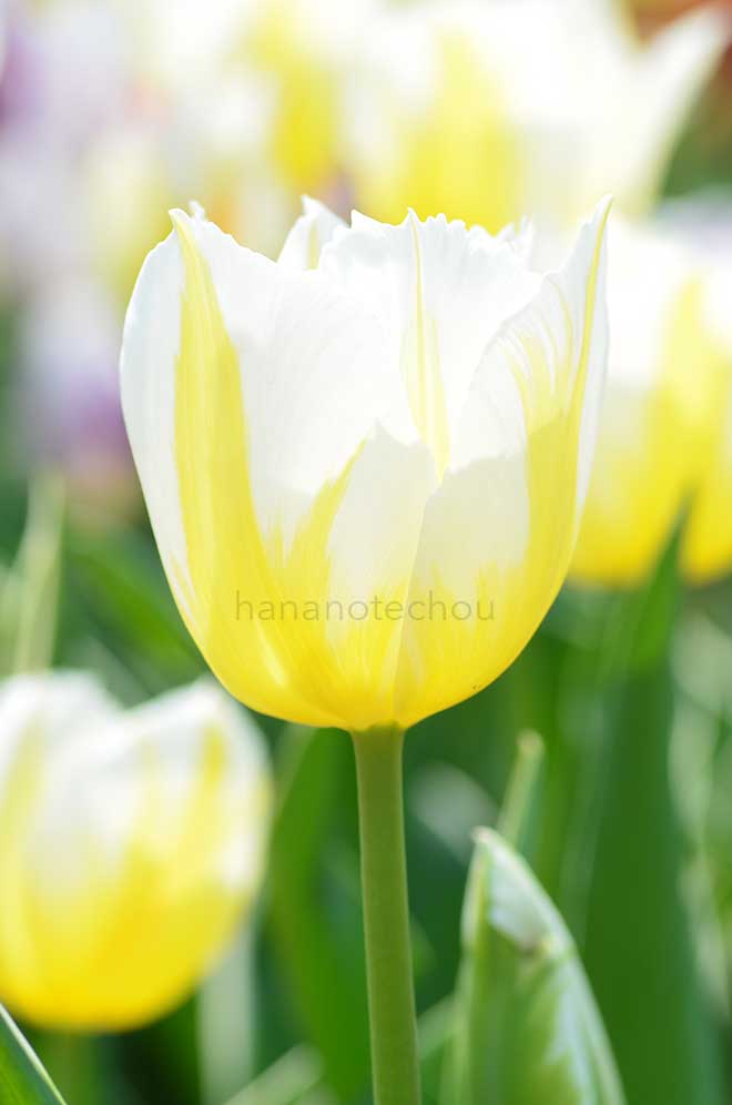 チューリップ ハッピーピープル｜花の手帖のチューリップ図鑑