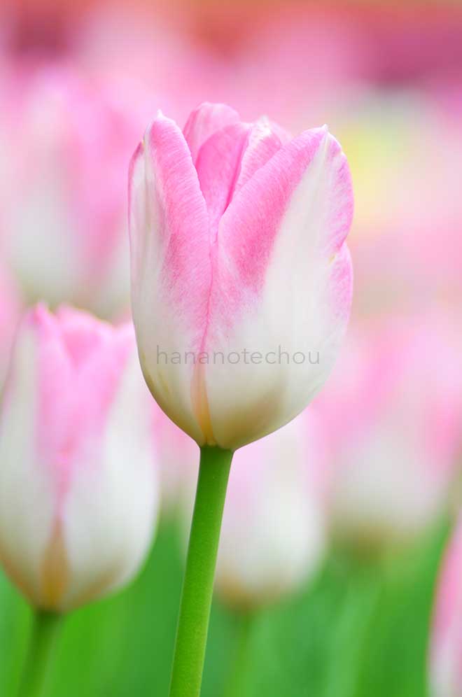 チューリップ 初桜｜花の手帖のチューリップ図鑑