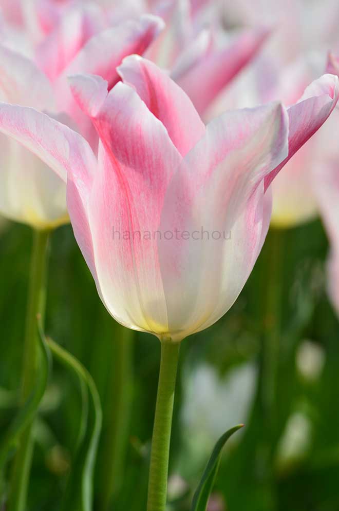 チューリップ ホーランド チック
｜花の手帖のチューリップ図鑑